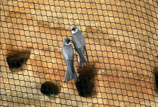 Kuş Güvenliği Sistemleri